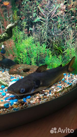 Сом аквариумный
