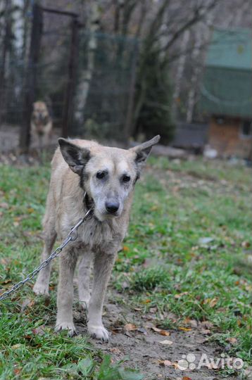 Собака в добрые руки отдам бесплатно