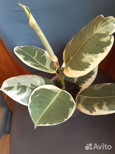 Фикус каучуконосный