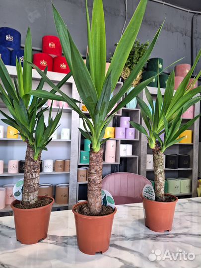 Пальма юкка