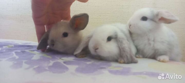 Декоративные кролики вислоухие