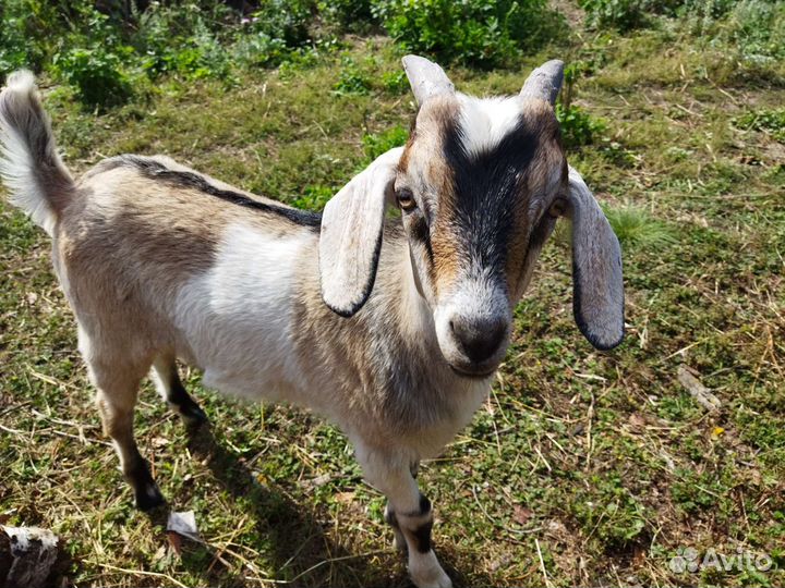 Нубийско - альпийские козы