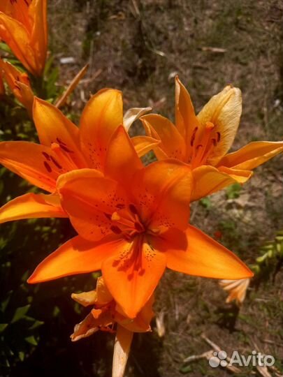 Лилейники и лилии