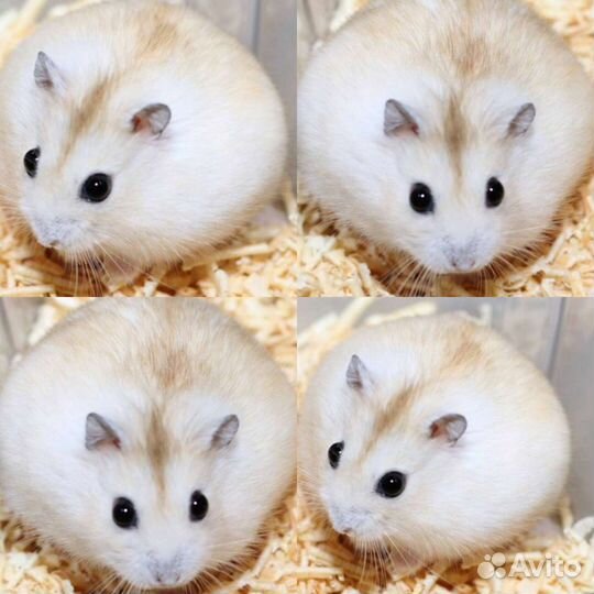 Джунгарский хомяк