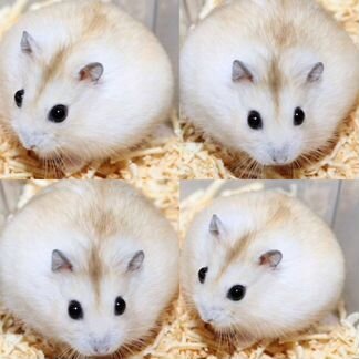 Джунгарский хомяк