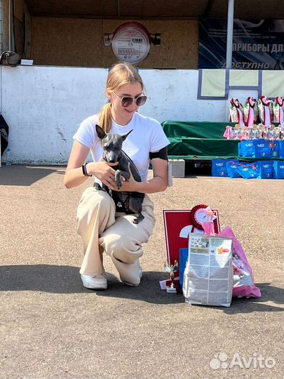 Хендлер для собак