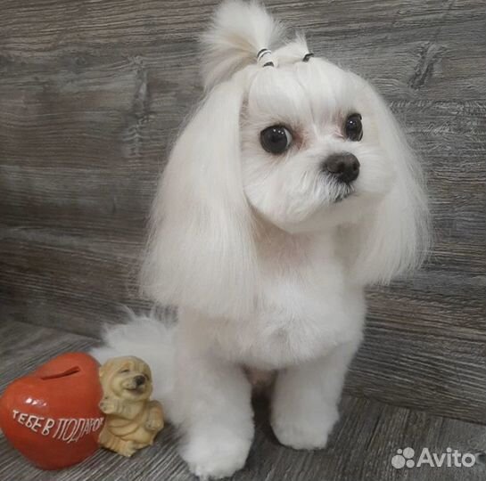 Стрижка собак и кошек