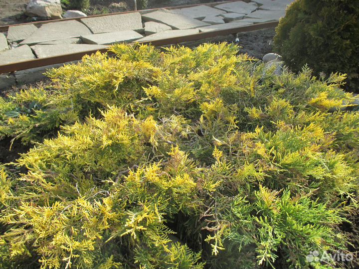 Хвойные и декоративные растения