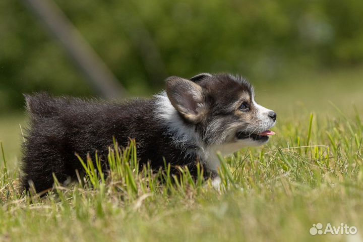 Вельш-корги пемброк