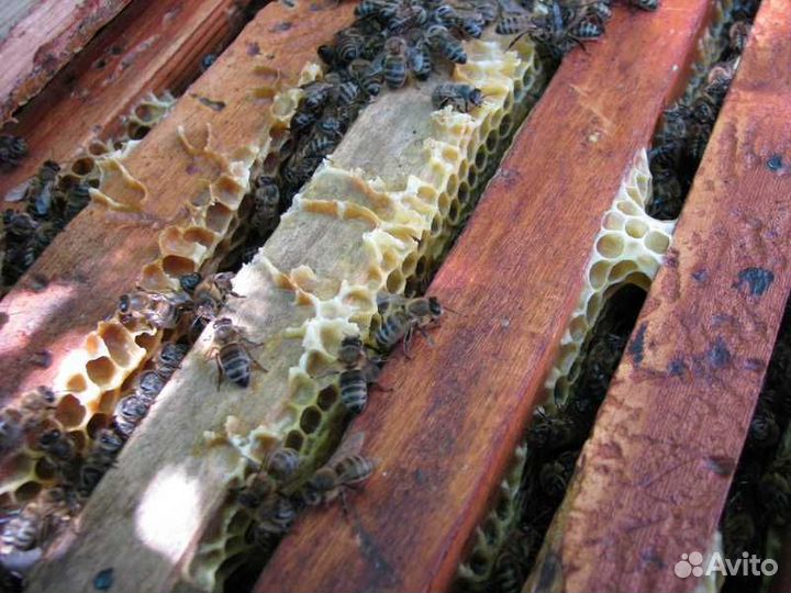 Пчелы семьи