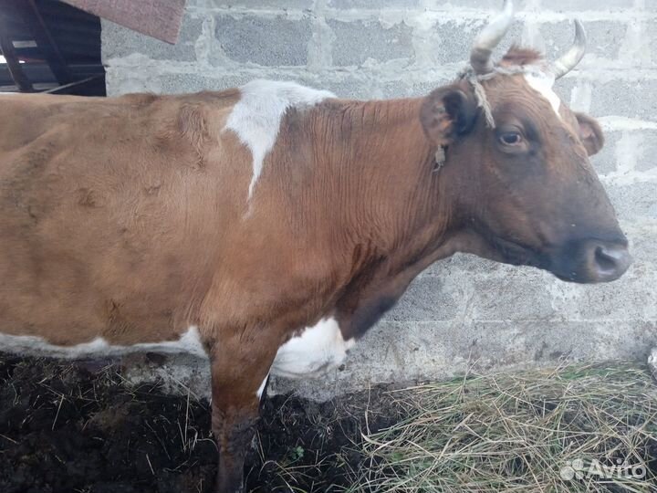 Тёлочка коровы