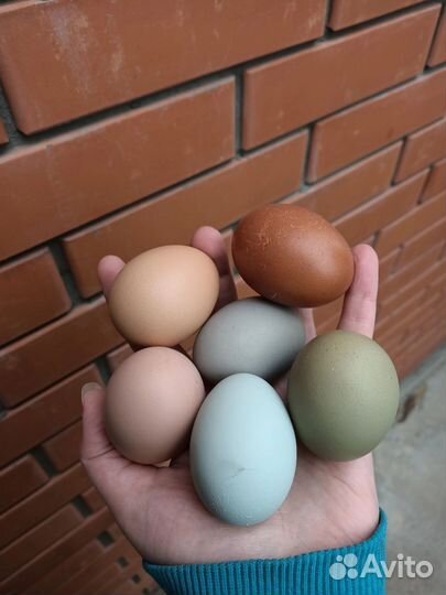 Яйцо куриное инкубационное пасхальное