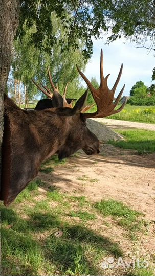 Голова лося чучело
