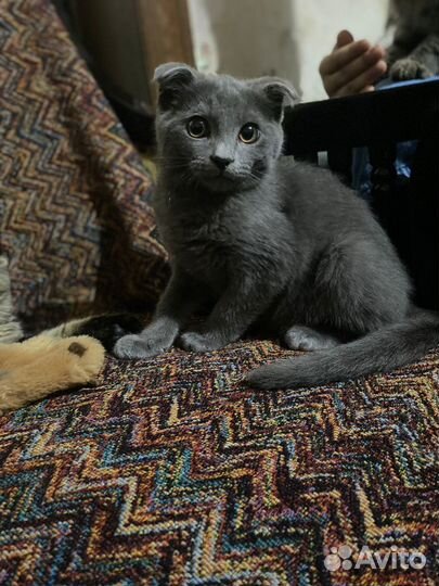 Котята вместе с мамой в добрые руки бесплатно