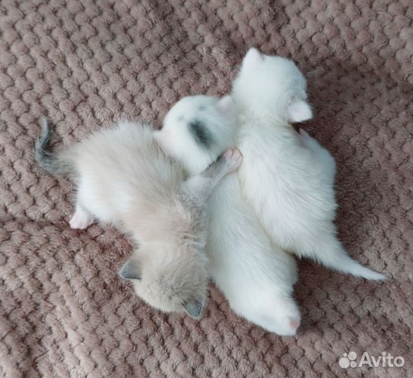 Котята