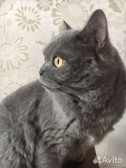 Британский кот