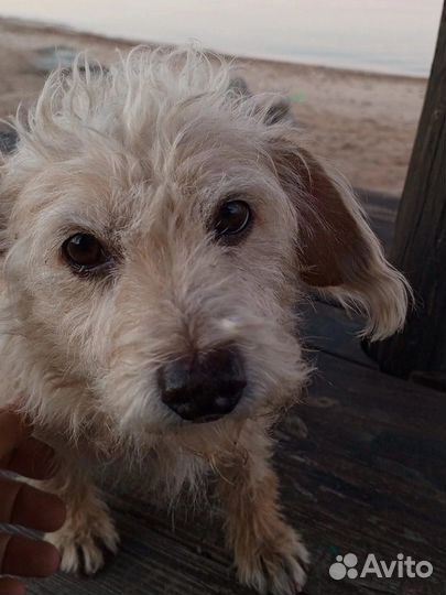 Маленькая собачка в добрые руки бесплатно