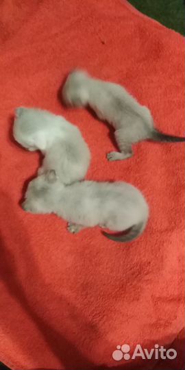 Котята в добрые руки бесплатно