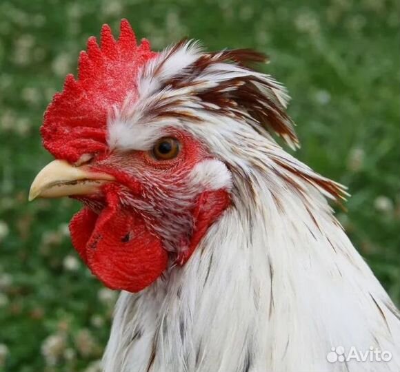 Молодые петухи