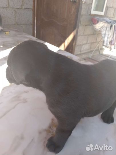 Щенки лабрадора шоколадные,черные