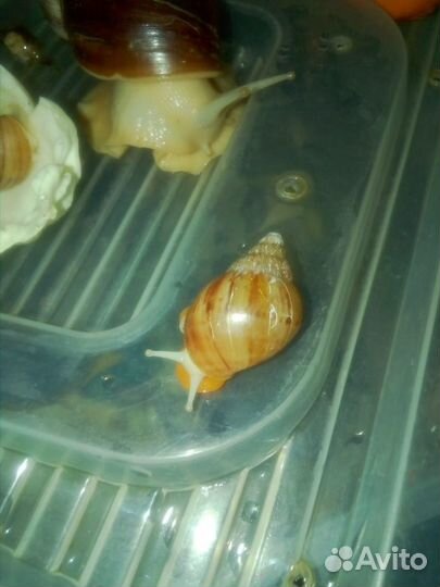 Белые улитки Ахатины