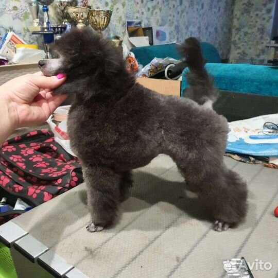 Щенки той пуделя девочки