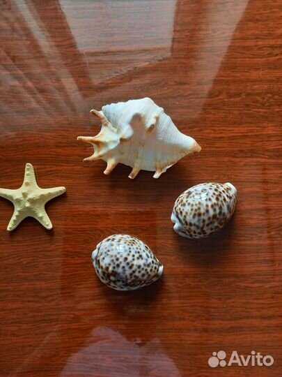 Морские раковины