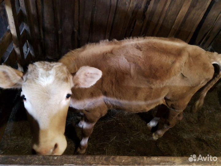 Телка 7 месяцев