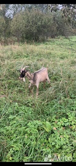 Коза дойная молочная