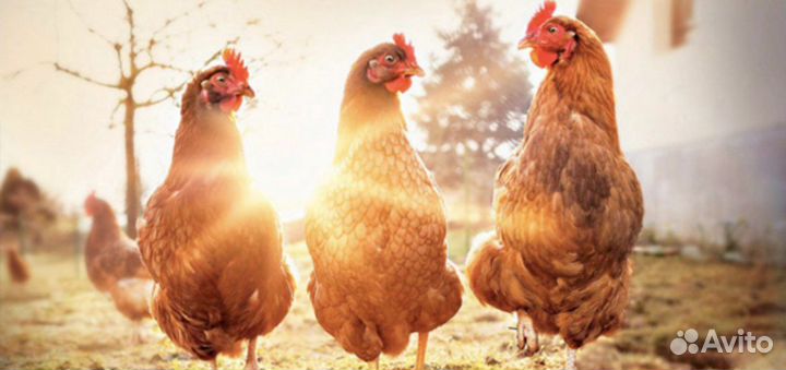 Куры несушки разного возраста оптом