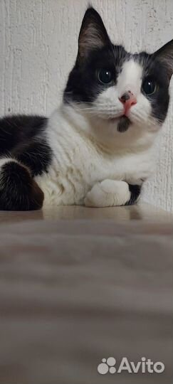 Котенок в добрые руки