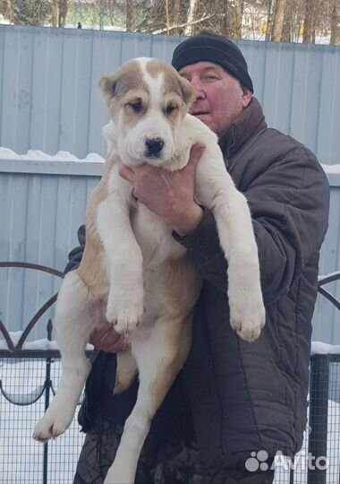 Среднеазиатская овчарка алабай щенки