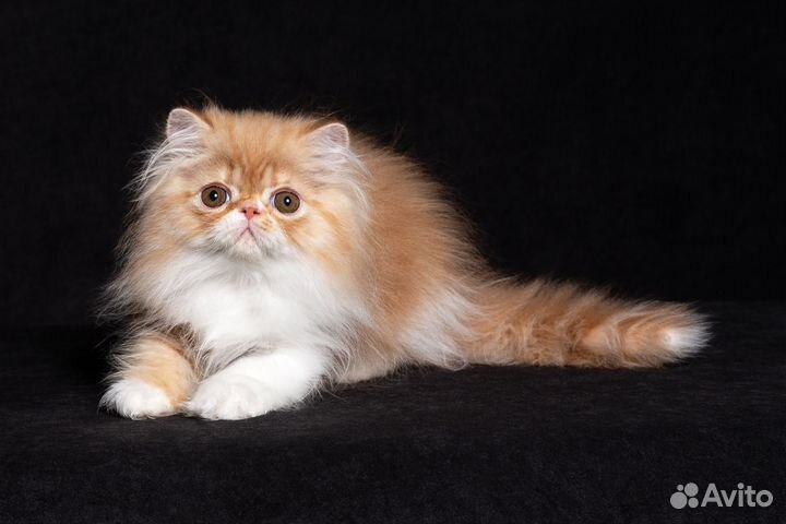 Персидский котик
