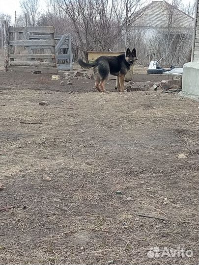 Продам немца