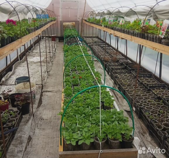 Овощная и цветочная рассада, кустарники