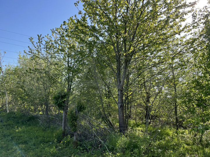 Участок 5,5 сот. (ИЖС)