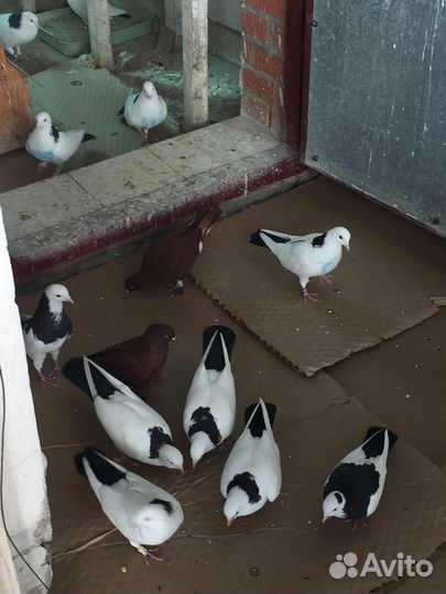 Голуби шейки