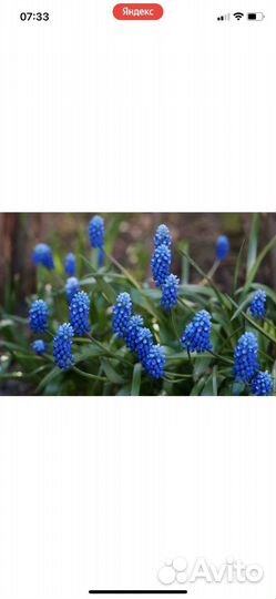 Рассада многолетних цветов