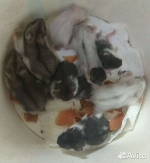 Хомячки на выбор,есть новое жилье