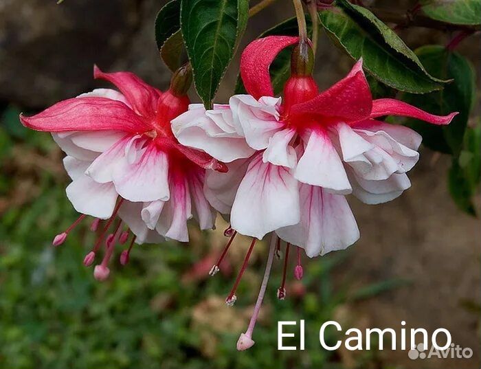 Фуксия ампельная черенки