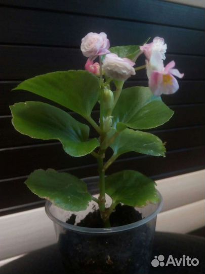 Бегония вечноцветущая махровая