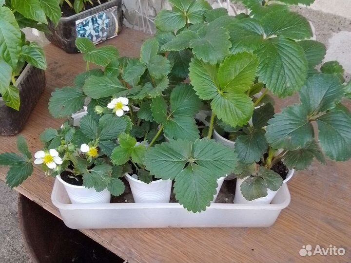 Продам рассаду