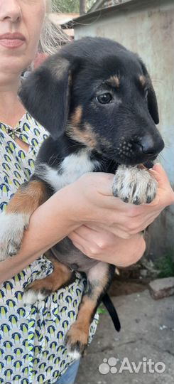Щенок-мальчик в добрые руки
