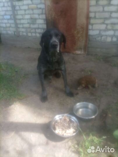 Фарш говяжий. Корм для собак