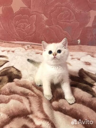 Британские котята