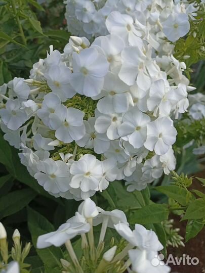 Флоксы 4 вида