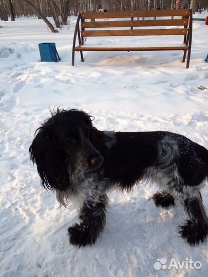 Русский спаниель