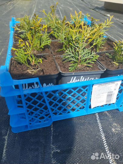 Туя западная Даника, Смарагд и Мириам