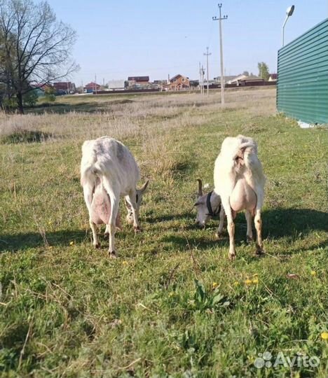 Дойные козы, Коза нубийская