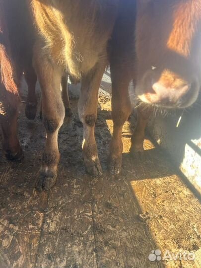 Телочки и бычки